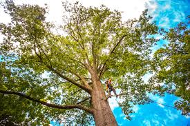Best Fruit Tree Pruning  in Red Bluff, CA