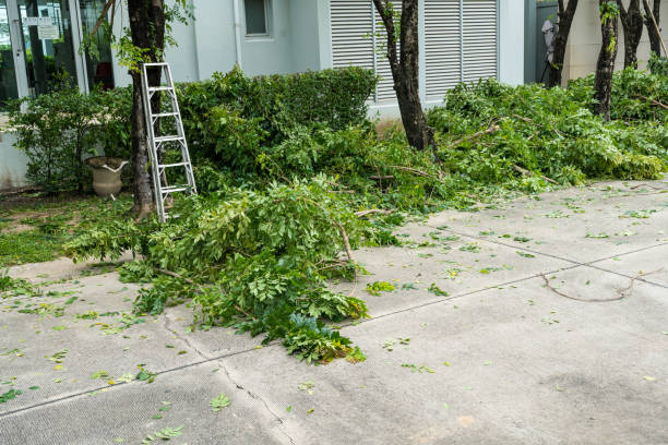 Reliable Red Bluff, CA Tree Services Solutions